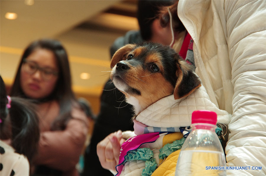 Los perros esperando a encontrar un dulce hogar. A pesar de sus experiencias mayormente tristes, ellos siguen confiados en los seres humanos después de ser rescatados de los criminales o de la calle. (foto: El Día de la Adopción de Beijing)