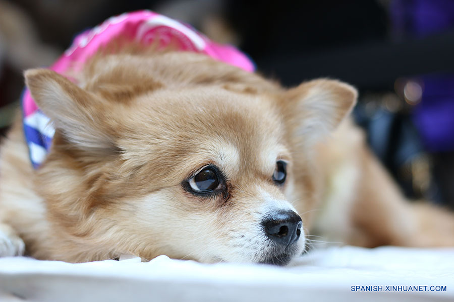 Los perros esperando a encontrar un dulce hogar. A pesar de sus experiencias mayormente tristes, ellos siguen confiados en los seres humanos después de ser rescatados de los criminales o de la calle. (foto: El Día de la Adopción de Beijing)