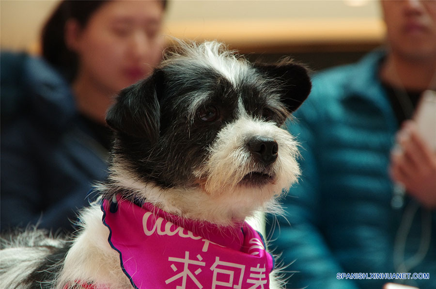 Los perros esperando a encontrar un dulce hogar. A pesar de sus experiencias mayormente tristes, ellos siguen confiados en los seres humanos después de ser rescatados de los criminales o de la calle. (foto: El Día de la Adopción de Beijing)