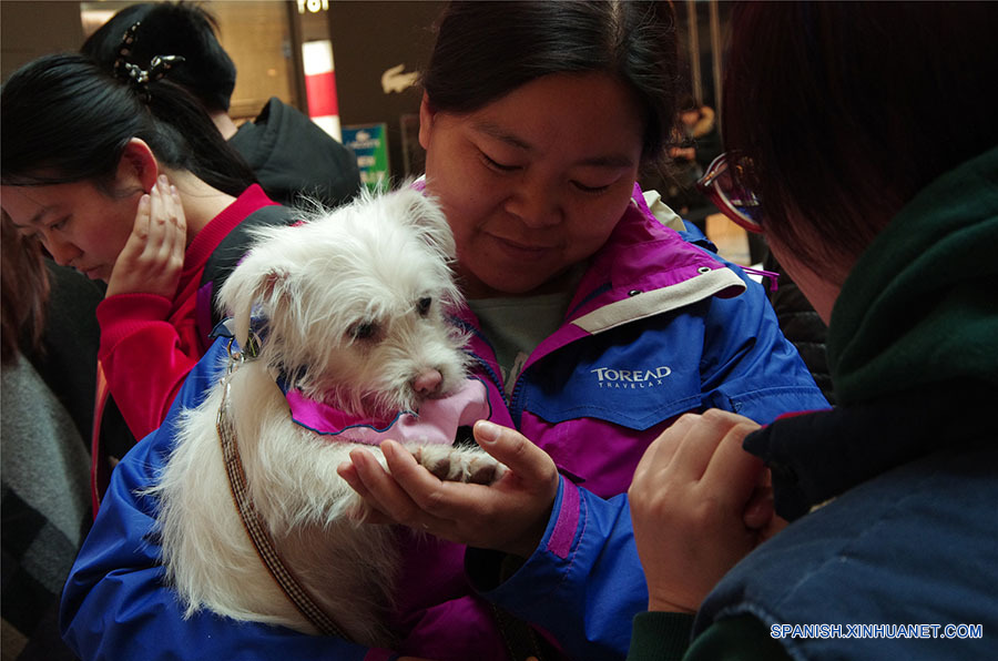 Los perros esperando a encontrar un dulce hogar. A pesar de sus experiencias mayormente tristes, ellos siguen confiados en los seres humanos después de ser rescatados de los criminales o de la calle. (foto: El Día de la Adopción de Beijing)