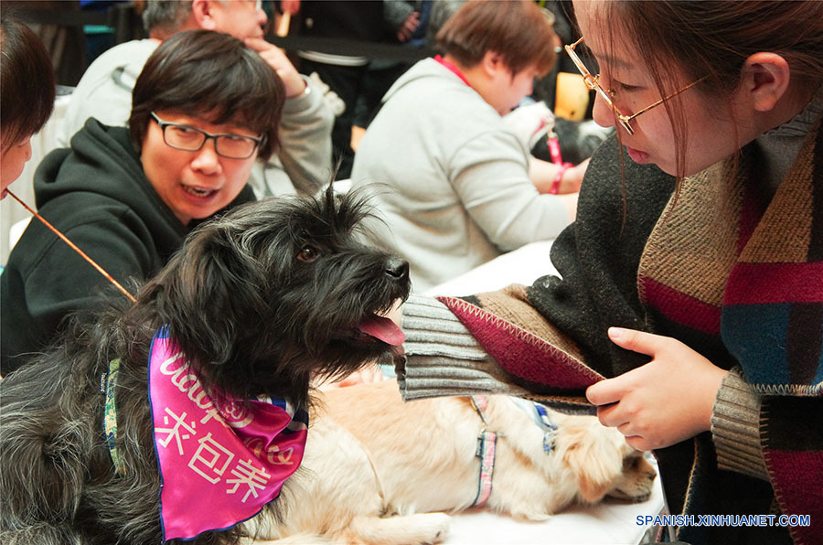 Los perros se visten de una bufanda adorable que dicen "Buscando a un Sugar Daddy". (foto: El Día de la Adopción de Beijing)