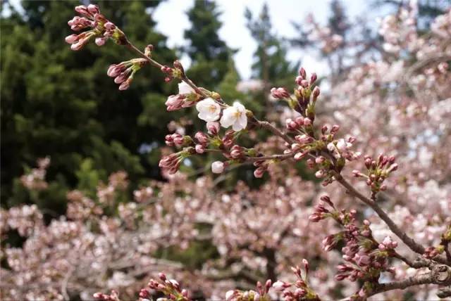 在青島和櫻花約會！中山公園將迎櫻花盛放