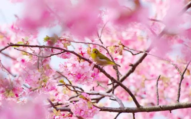 在青島和櫻花約會！中山公園將迎櫻花盛放
