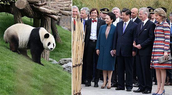 習近平和夫人彭麗媛同菲利普國王夫婦、比利時首相迪呂波等參觀大熊貓園（拼版照片）