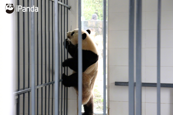 大熊貓“寶寶”來到自己的新家