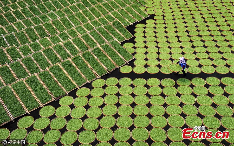 Airing Tea Leaves by Lu Fanjing, 3rd Place, China National Award, 2017 Sony World Photography Awards. The National Awards is a global program to find the best single photographs taken by local photographers in 66 countries. (Photo/CFP)