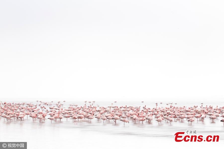 Wildlife winner: Flamingo Soul by Alessandra Meniconzi, Switzerland. "I am not a wildlife photographer but when I saw the flamingos on the shallow waters of Walvis Bay for the first time I really went crazy. I watched them from early morning till the end of the day. "(Photo/CFP)