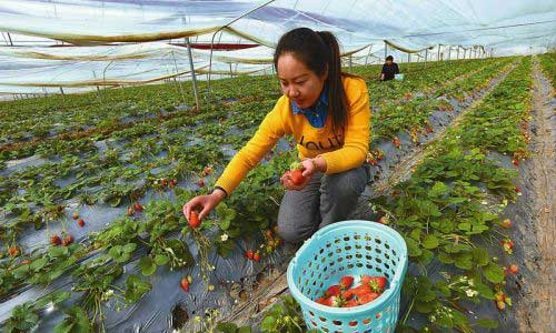 4月4日上午，鹽城濱海隨耕生態園生態大棚內，遊客正在採摘草莓。地處黃河故道的隨耕生態園已經初步建成農耕文化體驗區、田間學堂培訓區、綠色果蔬採摘區等八大功能區，帶動1500戶農民創業增收。　　本報記者　　王金成　　攝