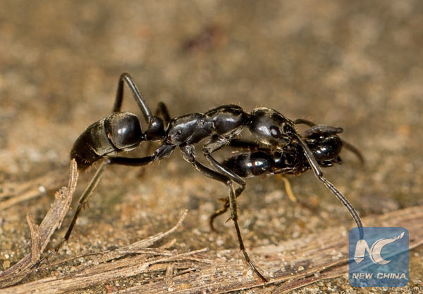 A Matabele ant is seen carrying an injured mate back to the nest after a raid in this handout photo provided April 12, 2017. (Xinhua/Courtesy of Erik Frank) 