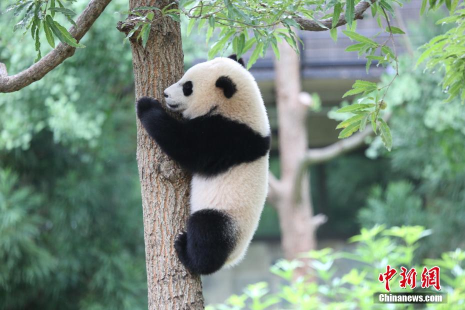 The United States actually has 13 pandas. The Giant Panda was for years bestowed as a national gift, but more recently international zoos have taken them on loan for a specific period of time. 