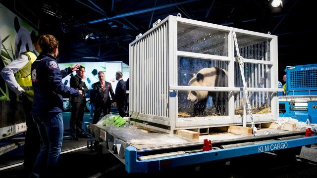 The fairyland for the Giant Pandas, Xing Ya and Wu Wen, is more than 9,000 square-meters. The pair will stay there for the next 15 years as part of the zoo