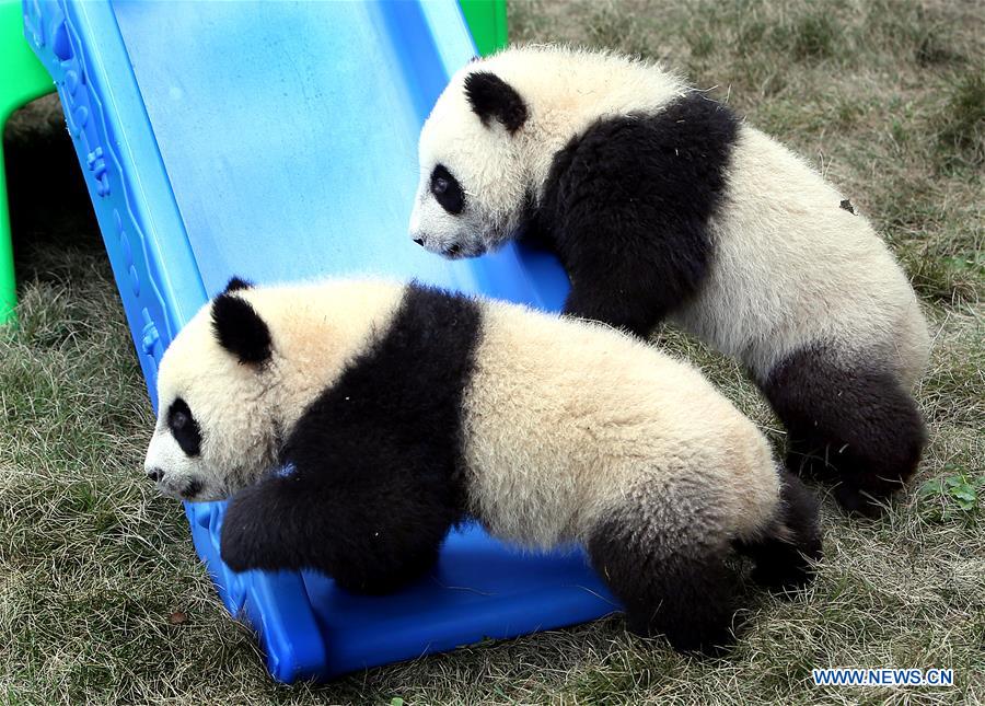 The pigeon pair panda cubs play at the Shanghai base of the Chinese Giant Panda Protection and Research Center in Shanghai, east China, April 22, 2017. The pigeon pair giant panda cubs born in Shanghai were named "Ban Ban" and "Yue Yue" on Saturday. (Xinhua/Fan Jun) 