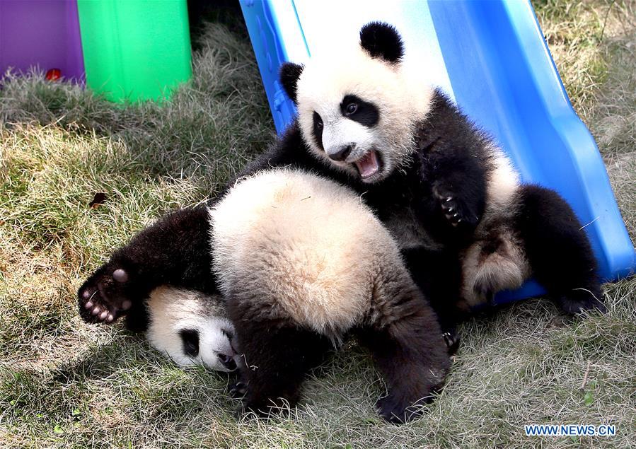 The pigeon pair panda cubs play at the Shanghai base of the Chinese Giant Panda Protection and Research Center in Shanghai, east China, April 22, 2017. The pigeon pair giant panda cubs born in Shanghai were named "Ban Ban" and "Yue Yue" on Saturday. (Xinhua/Fan Jun) 