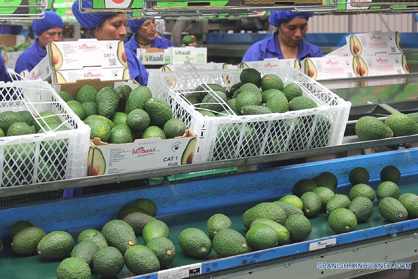 Imagen del 3 de septiembre de 2015 de empleadas seleccionando aguacates Hass, en la Planta Empacadora de la Agrícola Hoja Redonda, en la provincia de Chincha, departamento de Ica, Perú. (Xinhua/Luis Camacho)