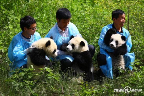 2014年4月30日，陜西省珍稀野生動物搶救飼養研究中心的熊貓飼養員帶著大熊貓三姐妹與遊客見面。（資料圖）