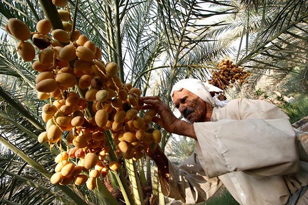 A farmer collects dates from a palm tree at a date palm orchard during harvest in Abul Khassib, a town near the southern Iraqi city of Basra, September 5, 2016. [Photo/Agencies]