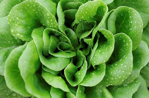 A lettuce is pictured at Kajodlingen farm in Gothenburg, Sweden, September 28, 2016. [Photo/Agencies]