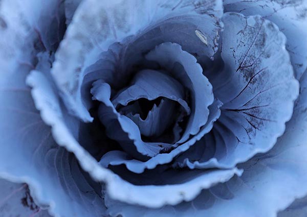 A cabbage is seen at Augustenberg Botanical Roof Garden in Malmo, Sweden, September 14, 2016. [Photo/Agencies]