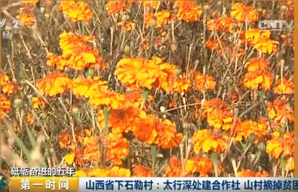 種植萬壽菊讓下石勒村民富了起來