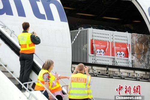 兩隻大熊貓正在從乘坐的貨運專機上（彭大偉 圖）