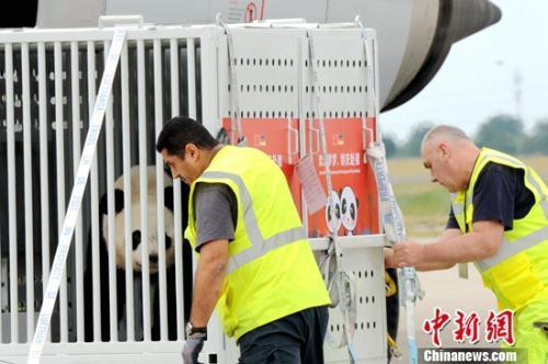 兩隻大熊貓正在從乘坐的貨運專機上（彭大偉 圖）