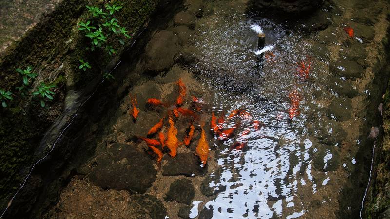 水中魚兒（圖片來源於黃山風景區）