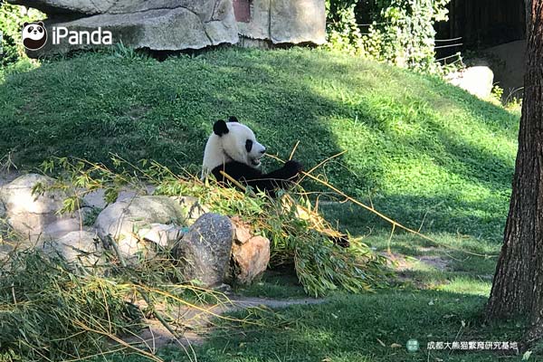 大熊貓“星寶”在西班牙吃竹照