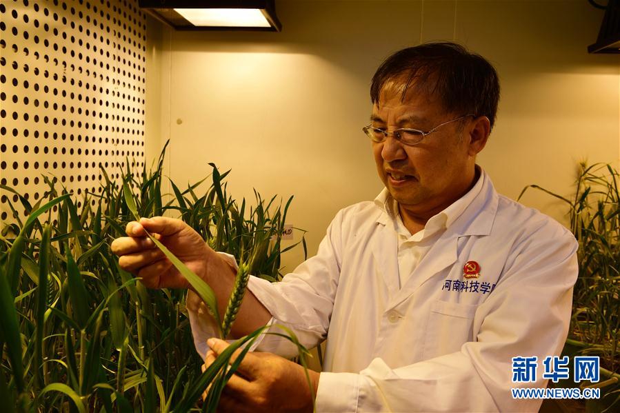 　在河南科技學院小麥研究中心，茹振鋼在人工氣候實驗室查看小麥長勢（9月30日攝）。