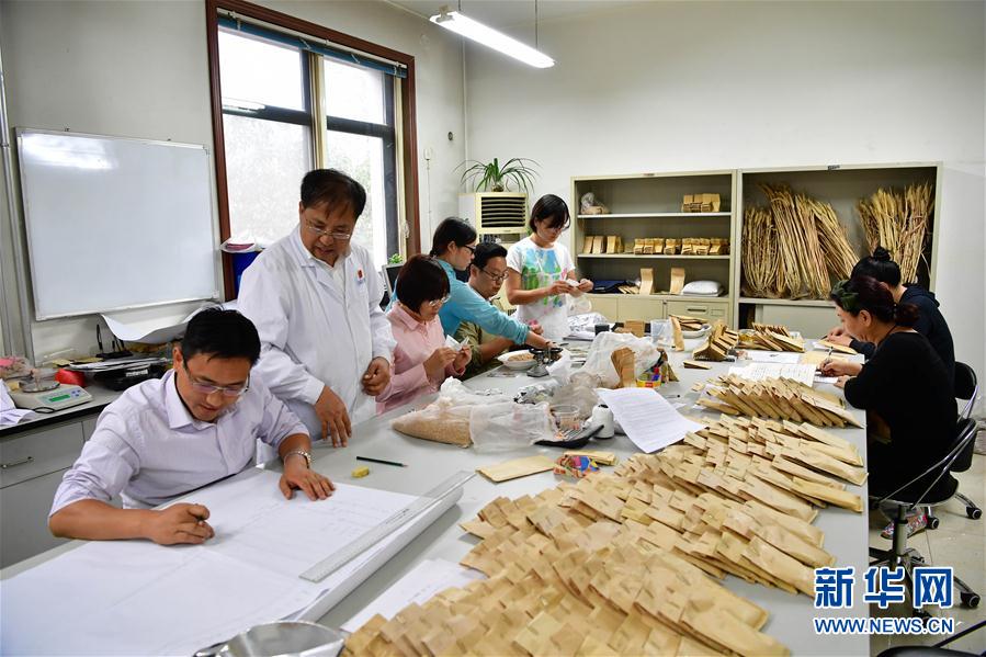 在河南科技學院小麥研究中心，茹振鋼（左二）帶領團隊在實驗室中忙碌（9月30日攝）。新華社記者 馮大鵬 攝