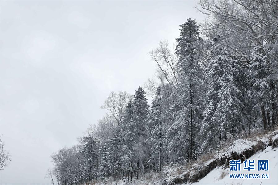 十里冰雪畫廊森林景觀帶的雪後景色（10月12日攝）。