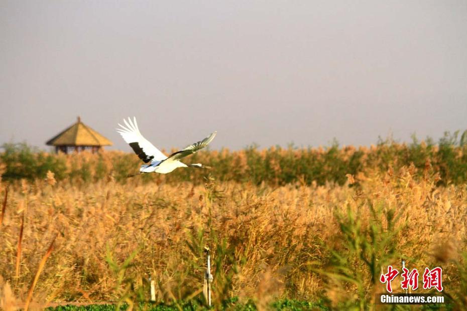 白天鵝、黑天鵝、斑頭雁等鳥兒在湖中嬉戲。