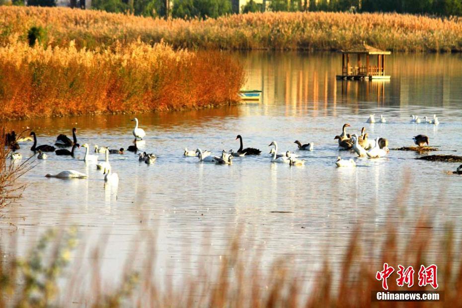 白天鵝、黑天鵝、斑頭雁等鳥兒在湖中嬉戲。