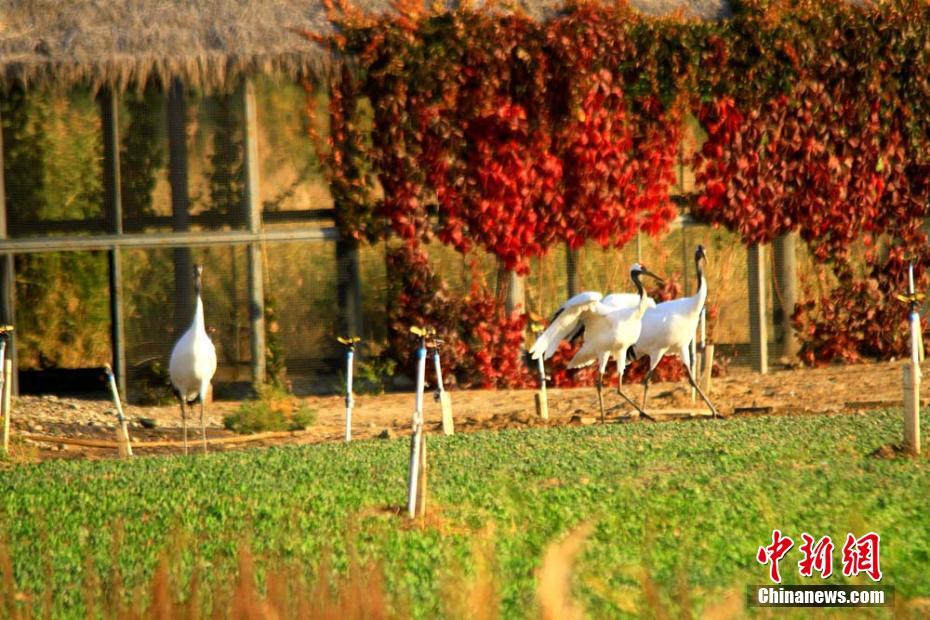 白天鵝、黑天鵝、斑頭雁等鳥兒在湖中嬉戲。