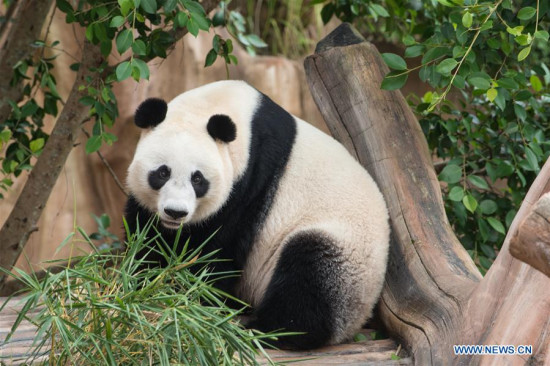 the Chinese giant panda Hu Chun