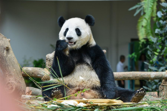 Giant panda Nuan Nuan eats