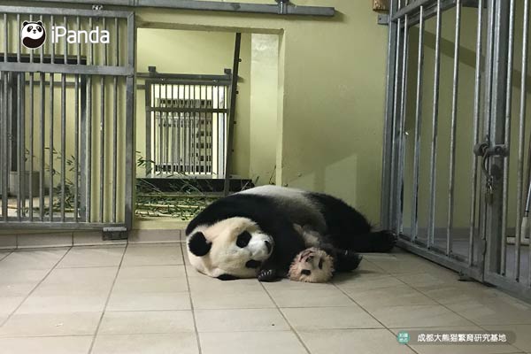 熊貓寶寶“圓夢”和媽媽“歡歡”