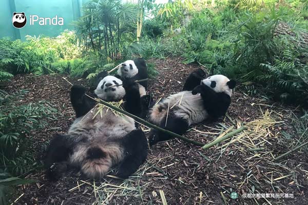大熊貓享受美味竹子