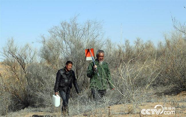 王天昌（右）、王銀吉前往沙漠中為一棵乾枯的胡楊樹澆水。