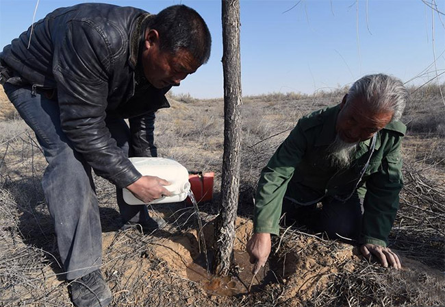  王天昌（右）和王銀吉父子給沙漠中的一棵胡楊樹澆水。圖片來源於網絡
