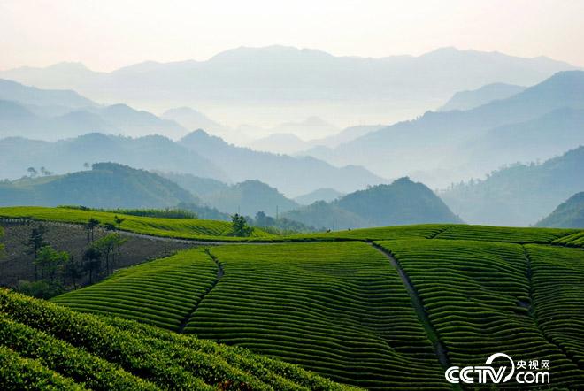 高山雲霧茶