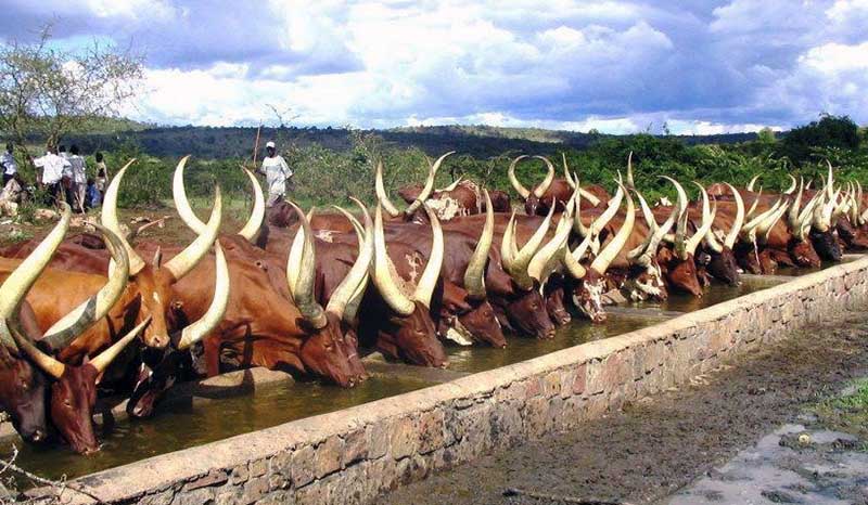 Long Horned Ankole cows at the farm taking water after grazing.