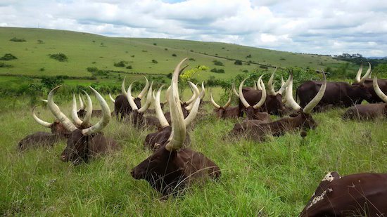 Ankole long horned cows at the farm resting.