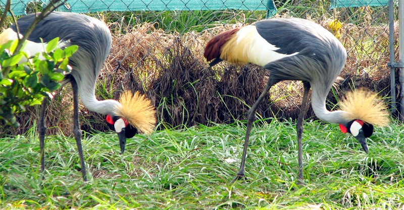 -Two Grey Crowned Crested Cranes at the breeding Santuary at Uganda Wildlife Education Center (UWEC) in Entebbe. (Photo by Timothy Sibasi)