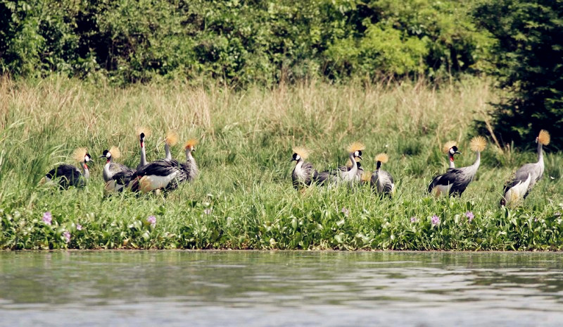 Grey Crowned Crested Cranes at the showers of River Life in Jinja. (Photo by Timothy Sibasi)