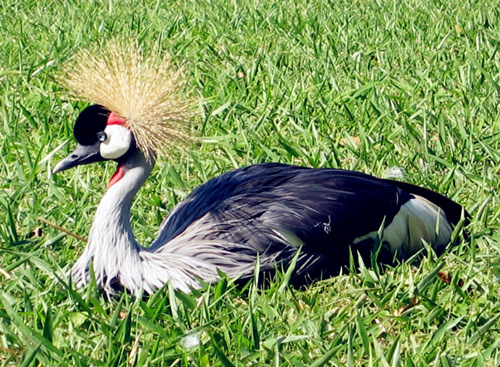 An East African Grey Crowned Crested Crane resting on the green vegetation at Uganda Wildlife Education Center (UWEC) in Entebbe. (Photo by Timothy Sibasi)