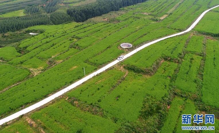 這是河北省內丘縣五郭店鄉決明子種植基地（8月12日無人機拍攝）。