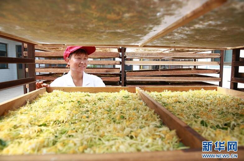 8月12日，河北省內丘縣大孟村鎮劉家莊村農民在整理收穫的金銀花。