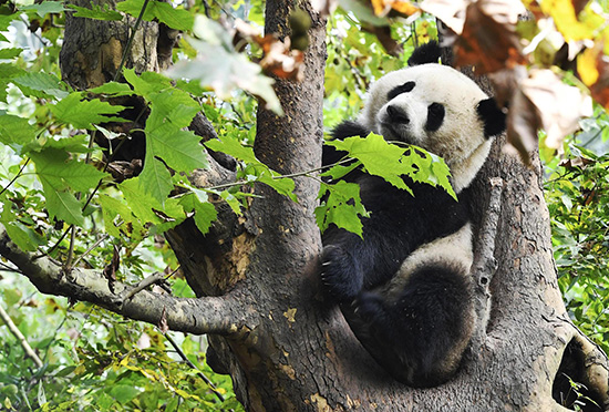大熊貓國家公園（四川園區）內憨態可掬的“國寶”。視覺中國 資料