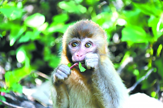 在河南濟源太行山獼猴貨架自然保護區生活的獼猴寶寶。光明圖片/視覺中國
