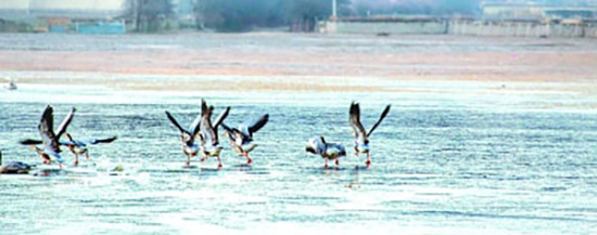 雲南香格里拉納帕海自然保護區的黑頸鶴。光明圖片/視覺中國